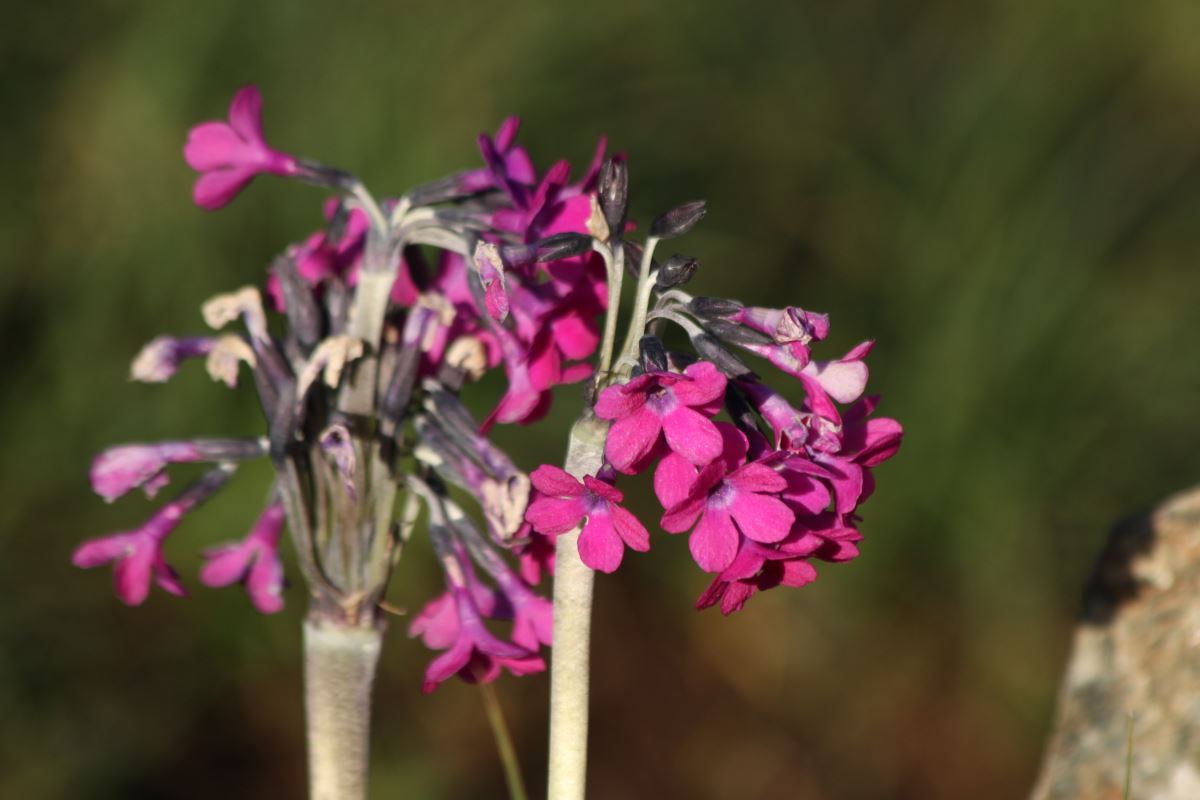 Image of Primula turkestanica specimen.