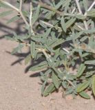 Helianthemum lippii