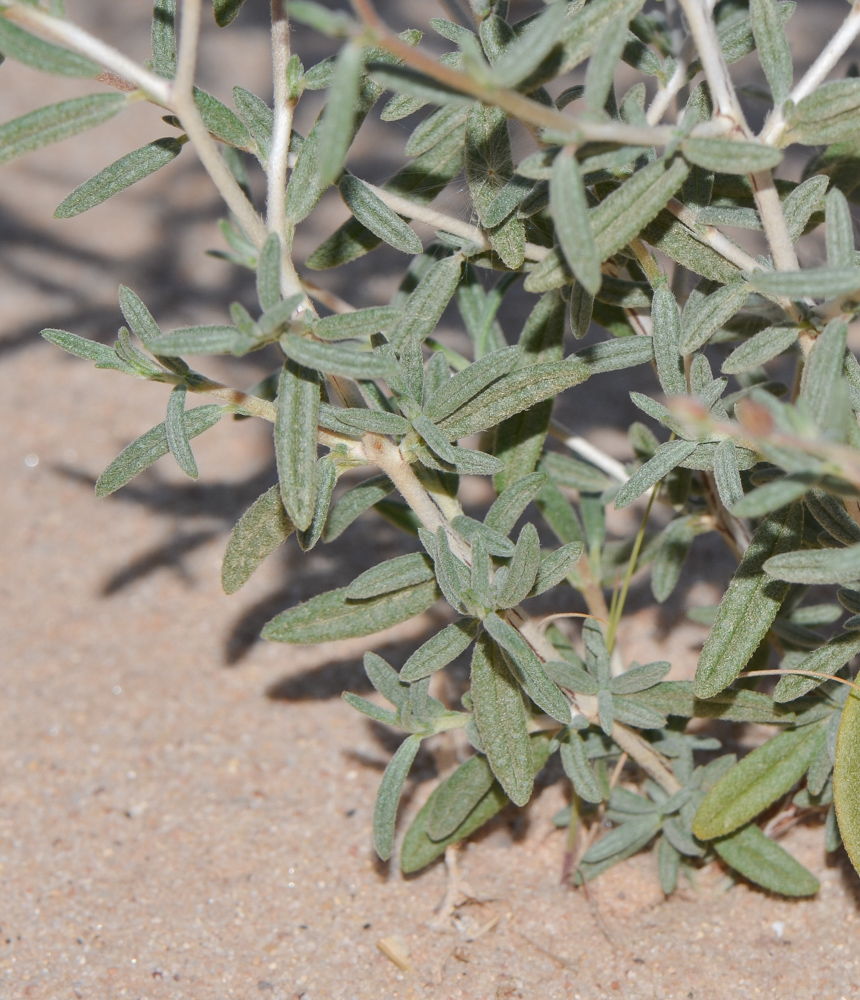 Изображение особи Helianthemum lippii.