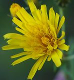 Hieracium umbellatum. Соцветие. Ленинградская обл., окр. пос. Рощино. 24.07.2009.