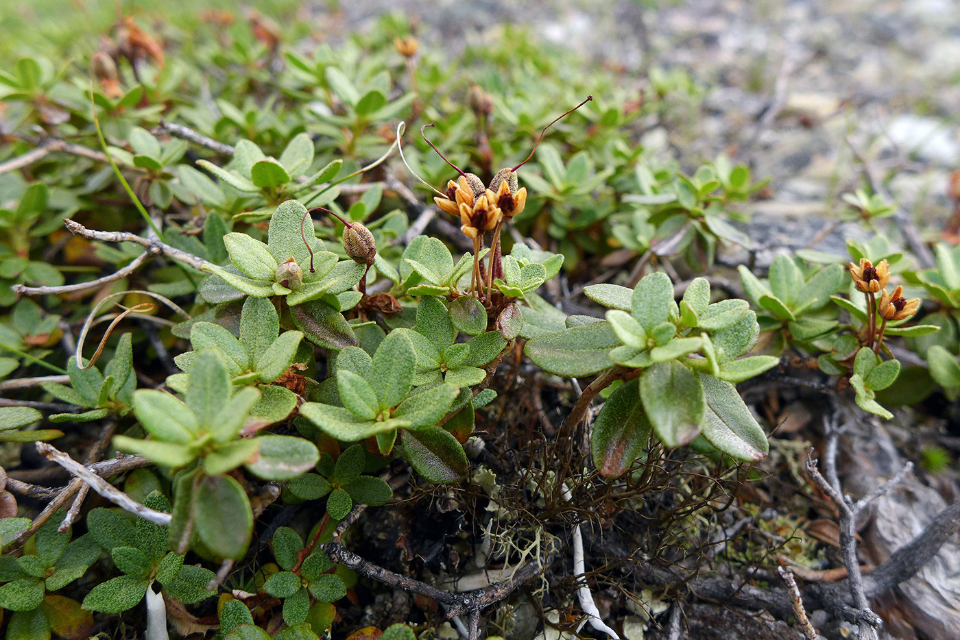 Image of Rhododendron lapponicum specimen.