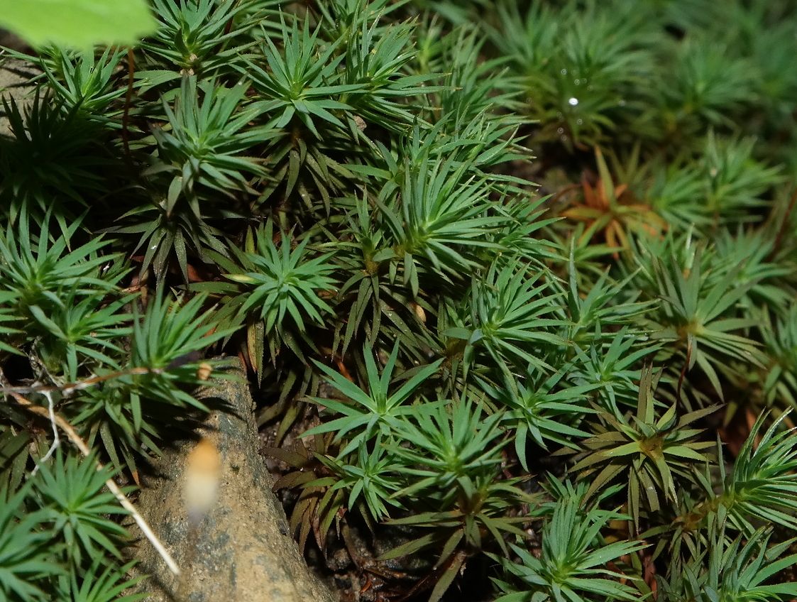 Image of familia Polytrichaceae specimen.