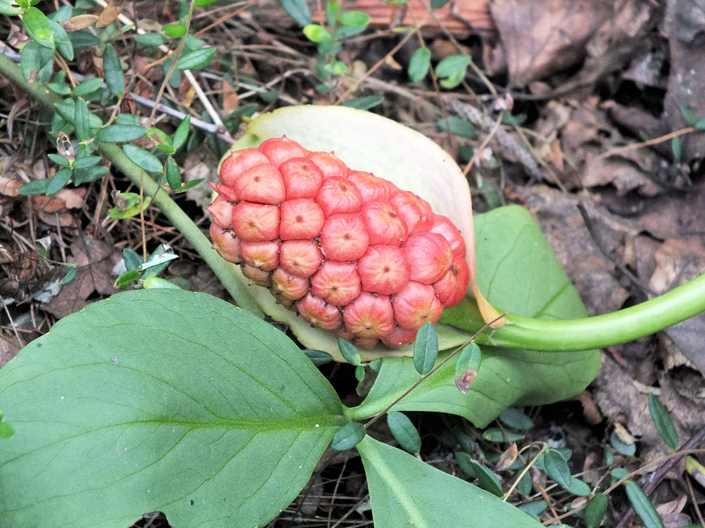 Image of Calla palustris specimen.