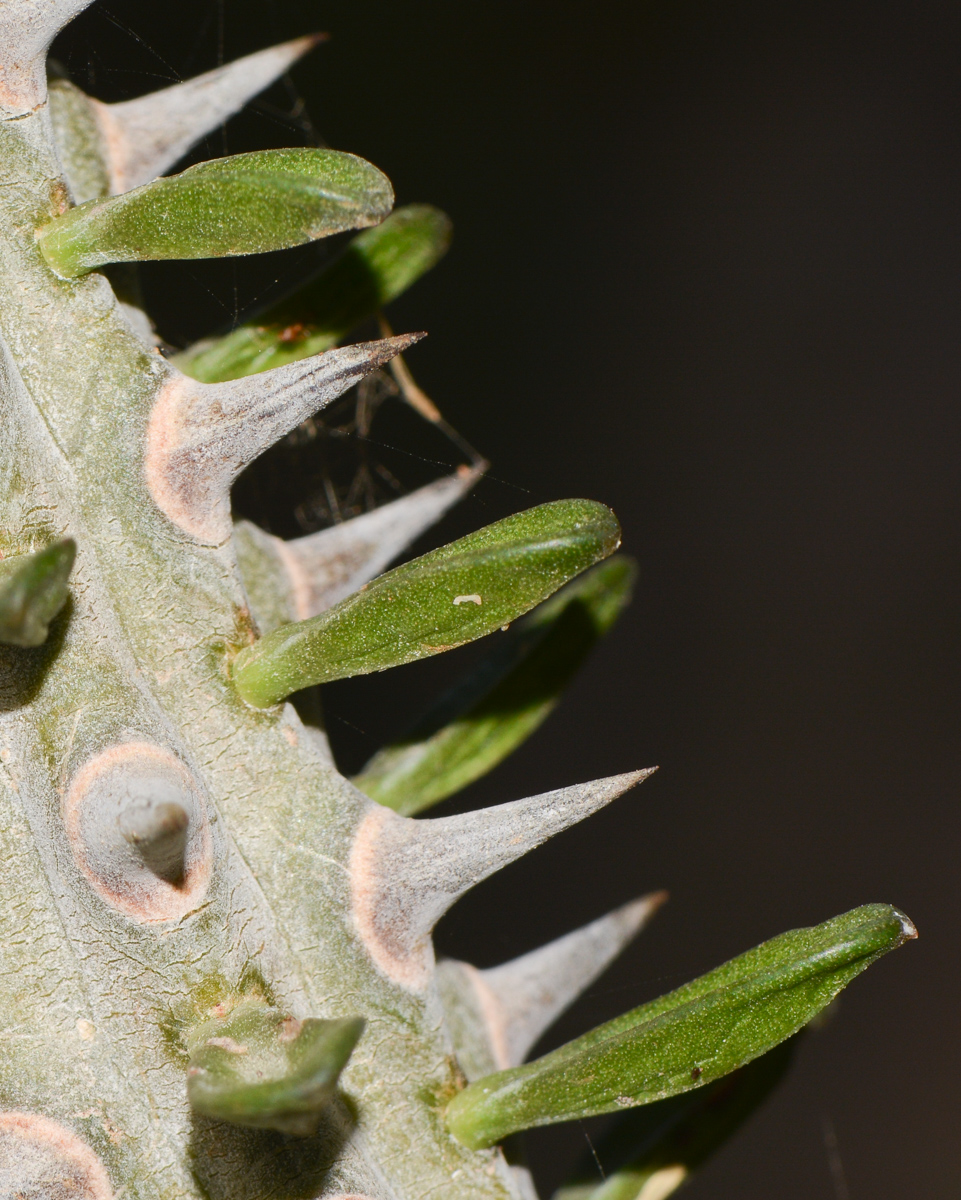 Image of Alluaudia ascendens specimen.