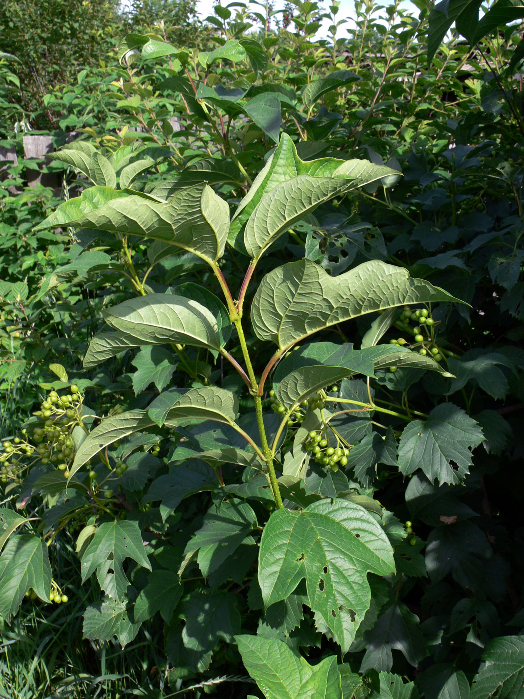 Изображение особи Viburnum opulus.