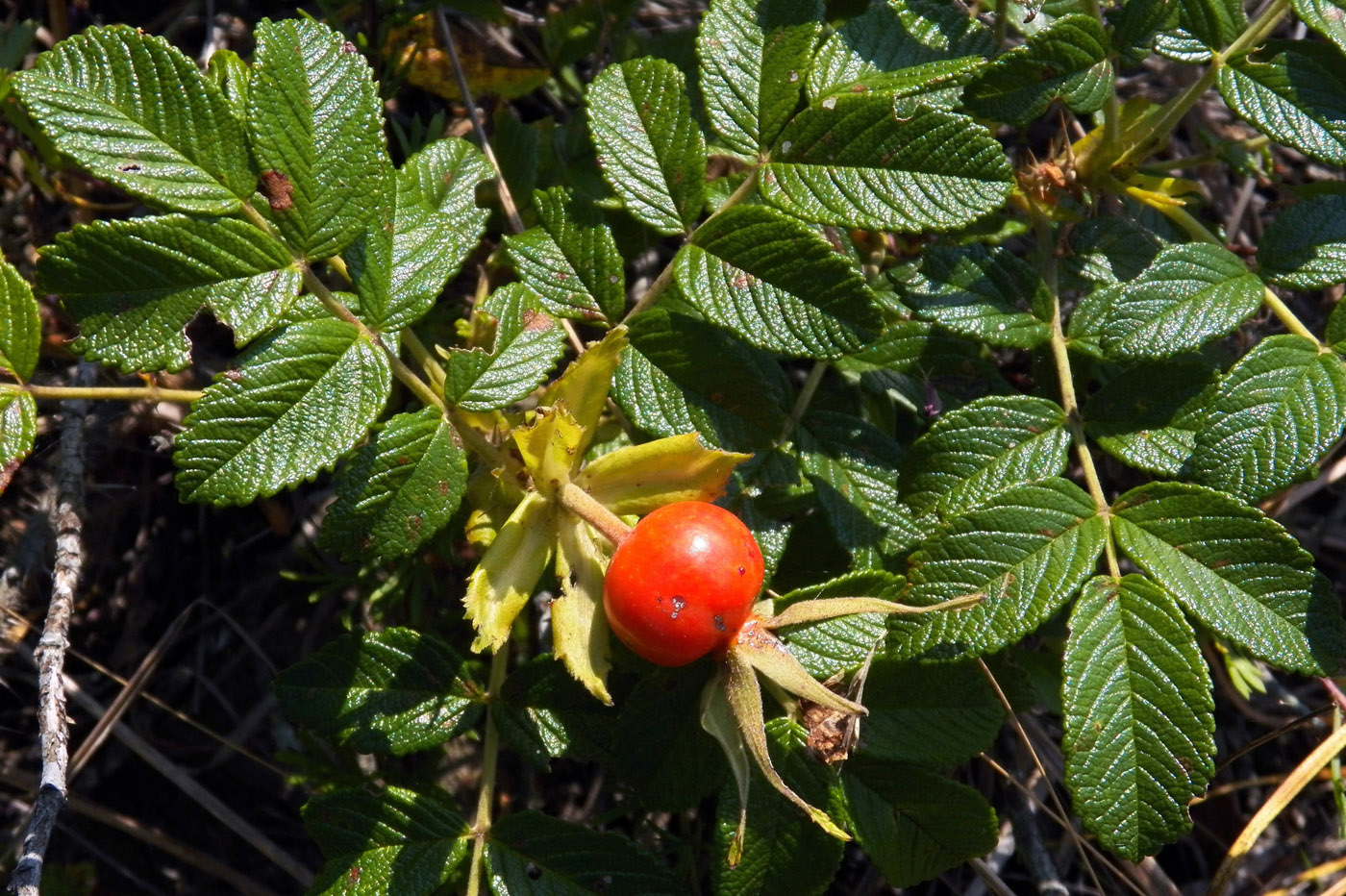 Изображение особи Rosa rugosa.