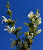 genus Salvia