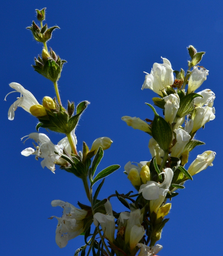 Изображение особи род Salvia.