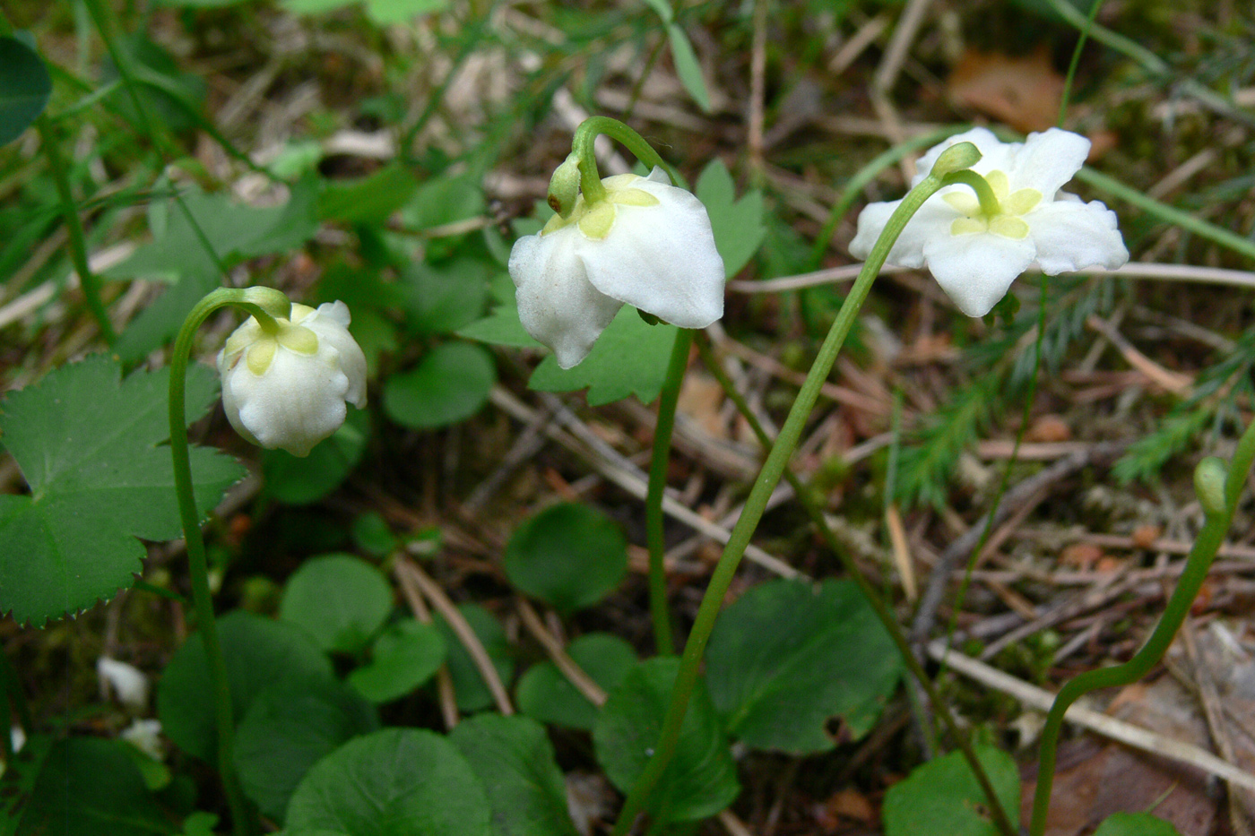 Image of Moneses uniflora specimen.