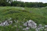 Juniperus hemisphaerica. Взрослые растения. Крым, гора Чатырдаг (нижнее плато), каменистый участок луговой степи на опушке буково-грабового леса. 05.06.2016.