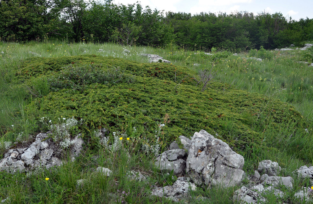 Image of Juniperus hemisphaerica specimen.