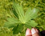 Geranium wlassovianum. Лист. Амурская обл., Бурейский р-н, окр. с. Малиновка. 17.07.2016.