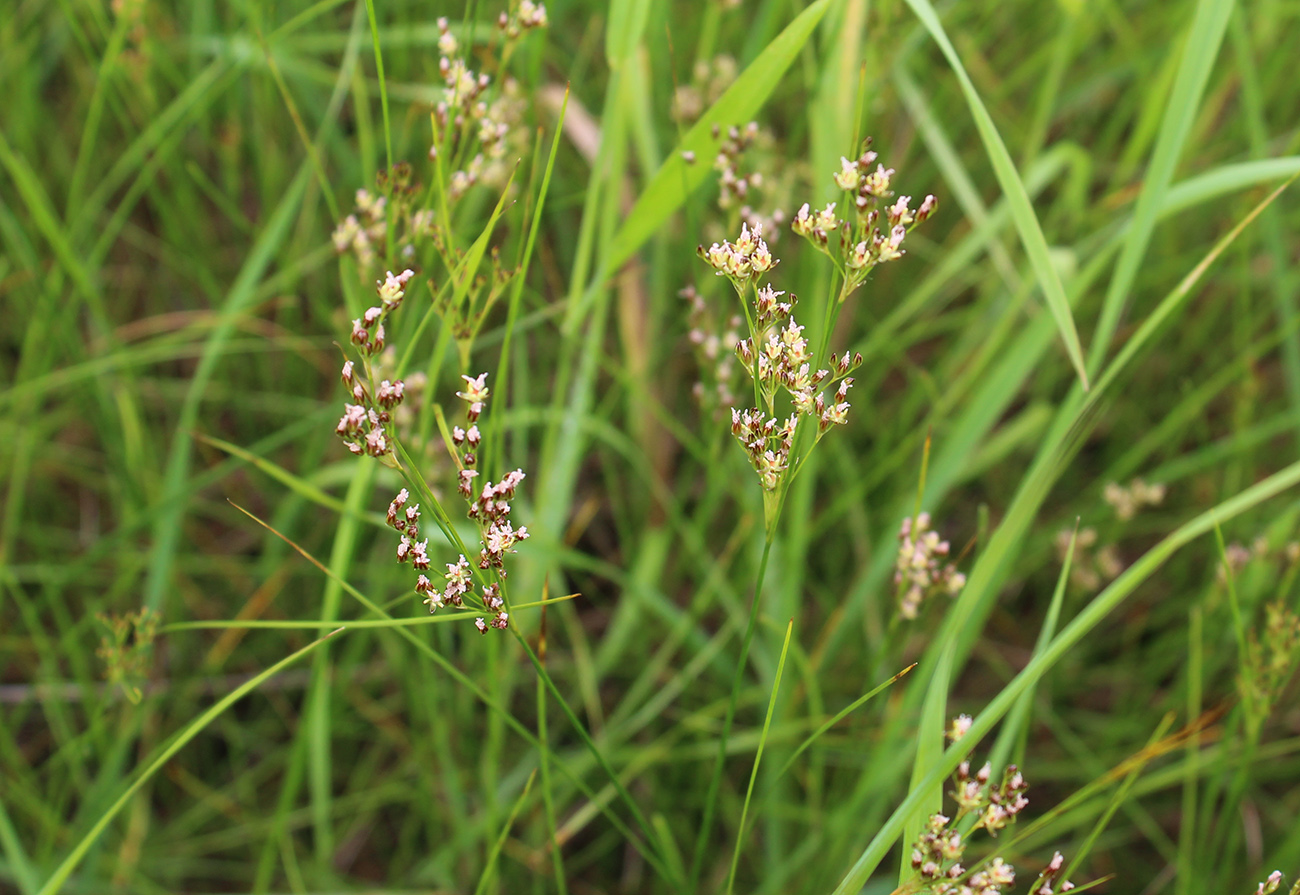 Image of Juncus gerardi specimen.