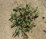 genus Persicaria