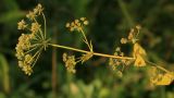 Bupleurum longiradiatum