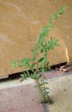 genus Euphorbia. Цветущее растение. Краснодарский край, г. Краснодар, тротуар. 29.07.2016.