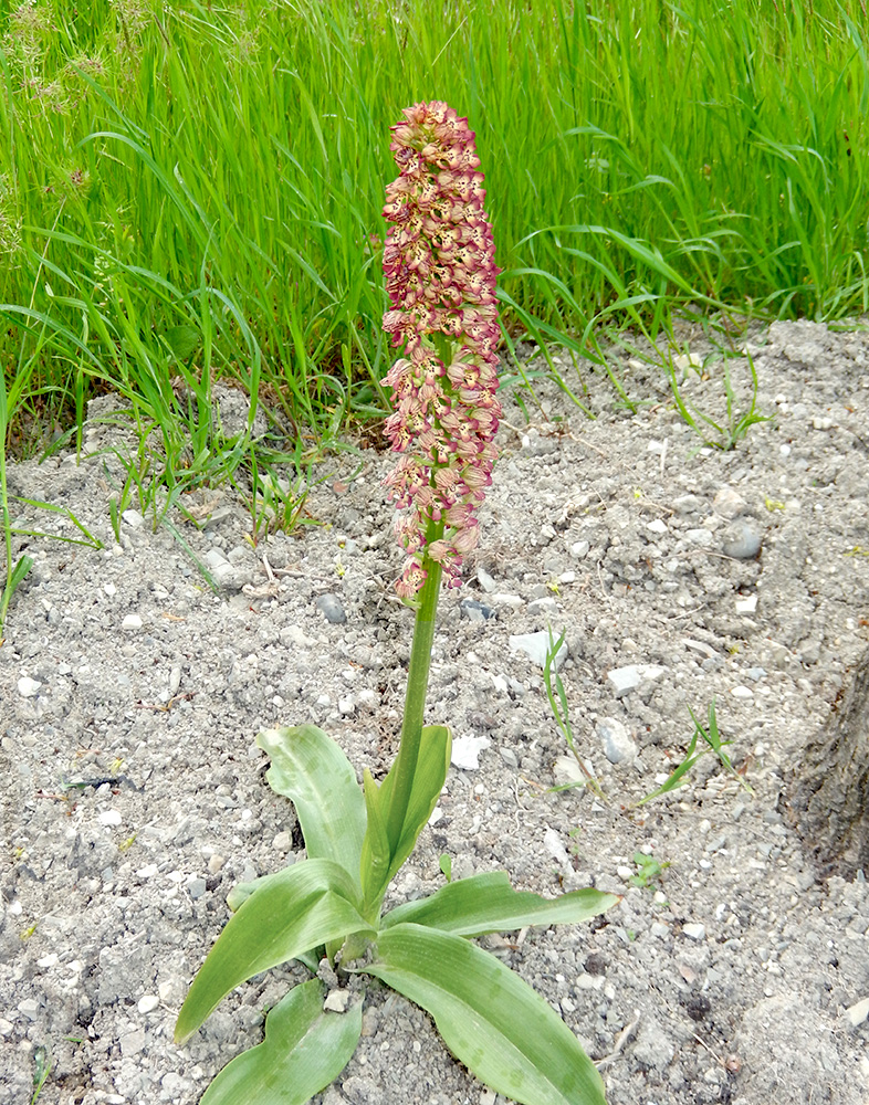 Image of Orchis × wulffiana nothosubsp. suckowii specimen.