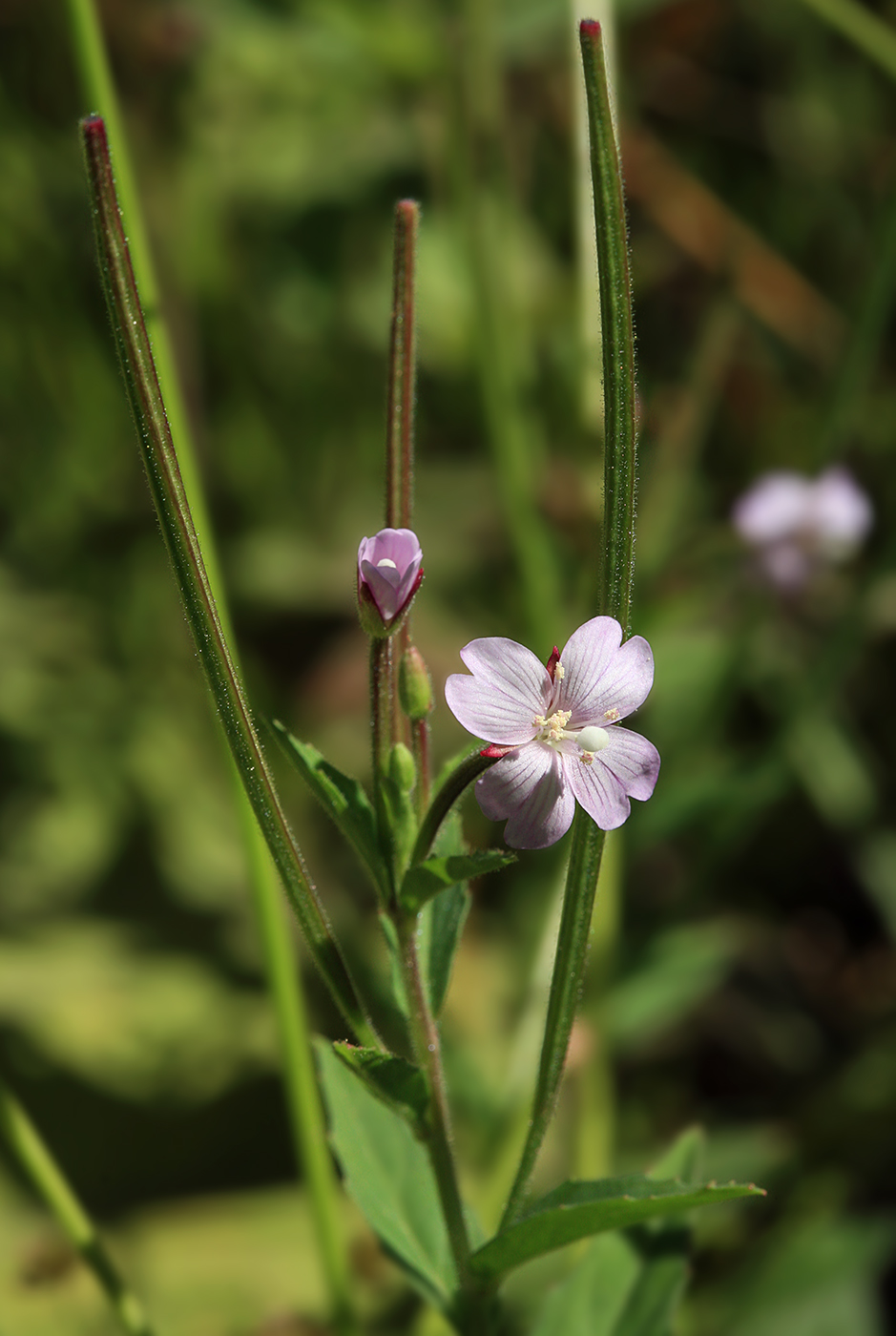 Image of Epilobium pyrricholophum specimen.