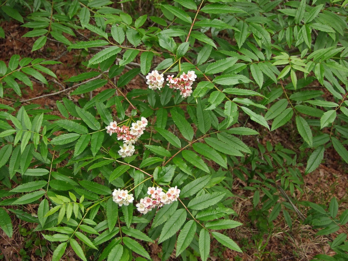 Image of Sorbus sambucifolia specimen.