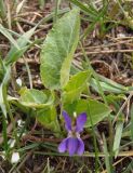 Viola hirta