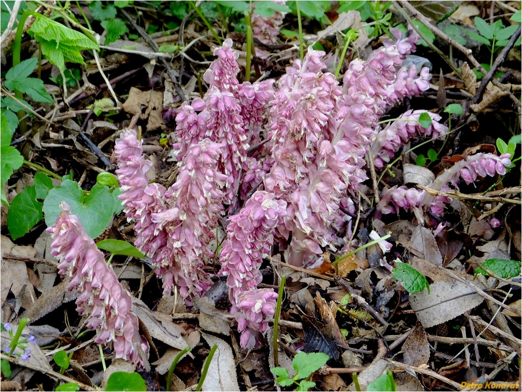 Image of Lathraea squamaria specimen.