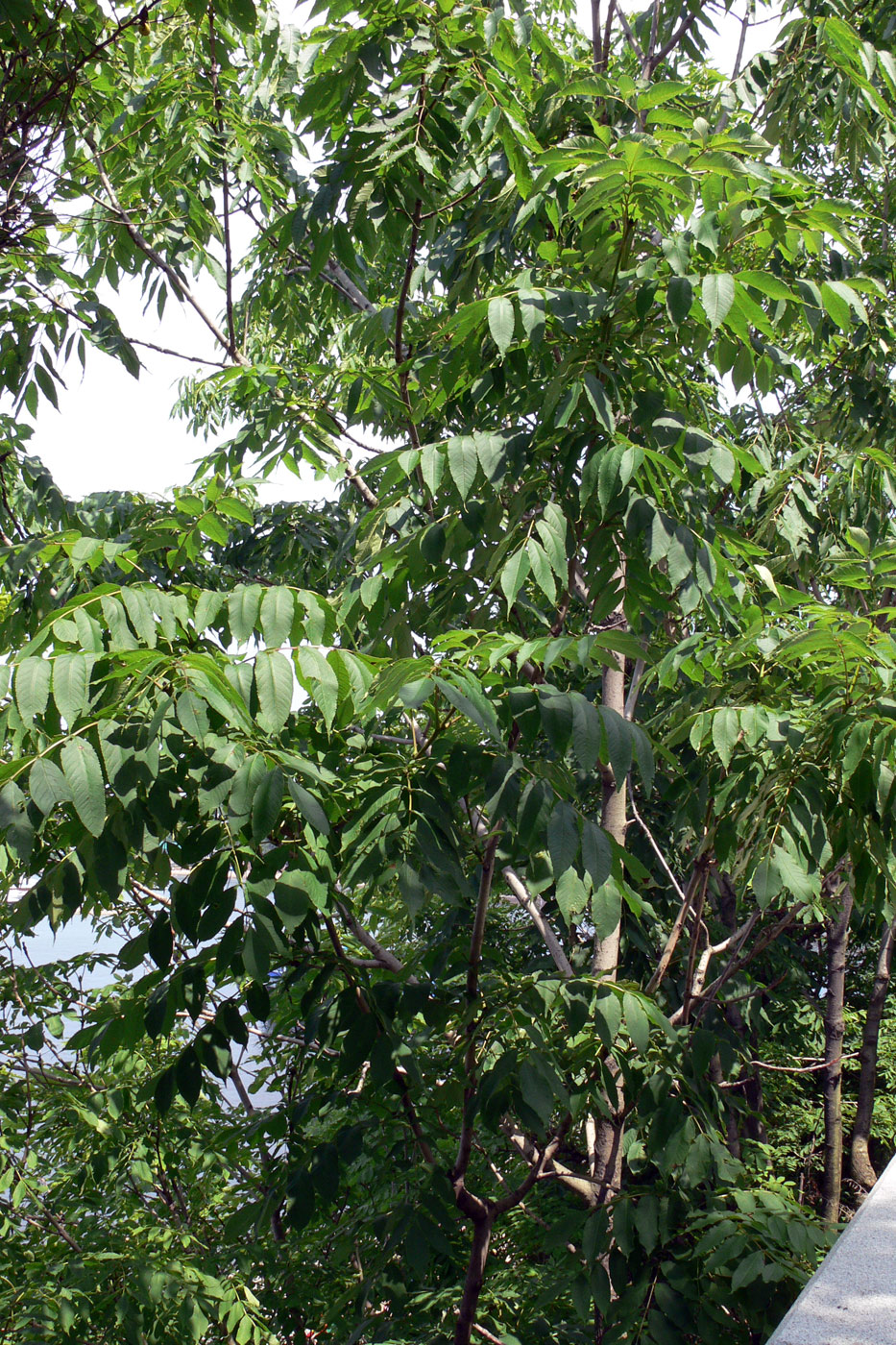 Image of Fraxinus mandshurica specimen.