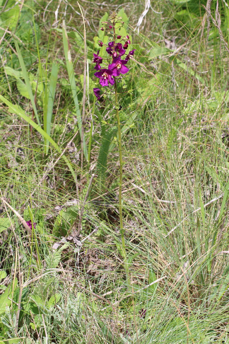 Image of Verbascum phoeniceum specimen.