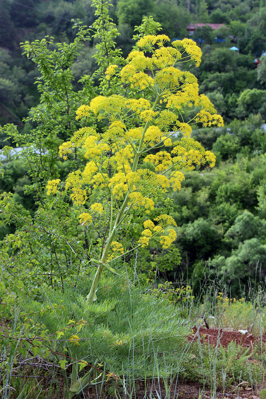 Image of Ferula penninervis specimen.