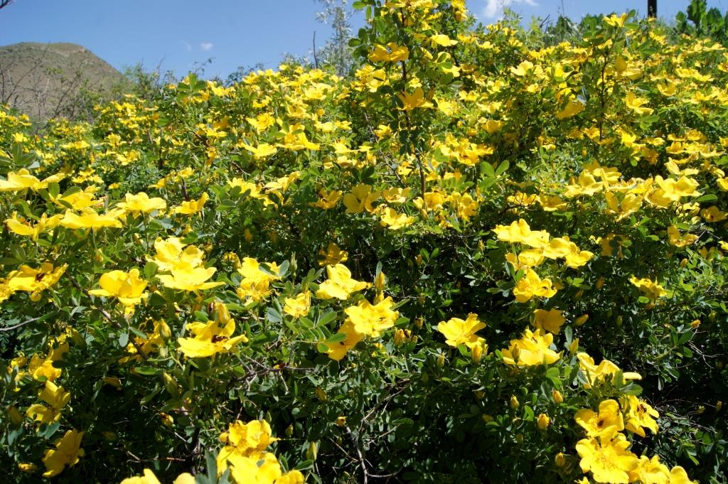 Image of Rosa rapinii specimen.