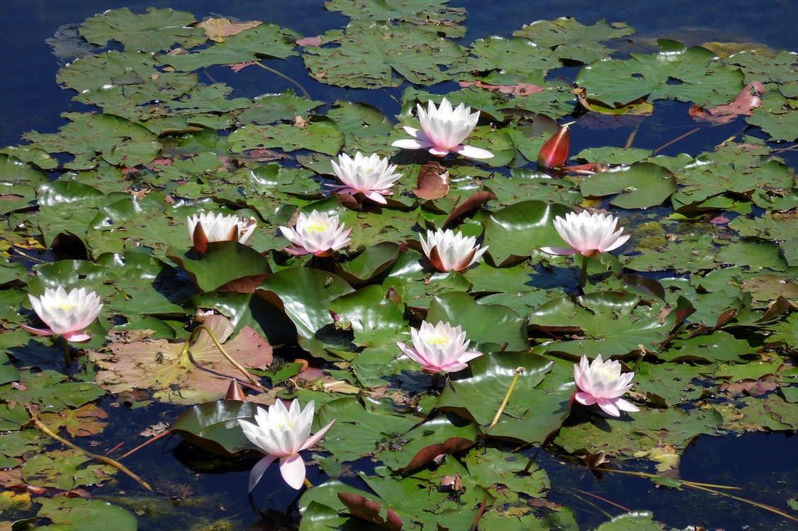 Image of Nymphaea × marliacea specimen.