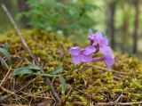 Clausia aprica