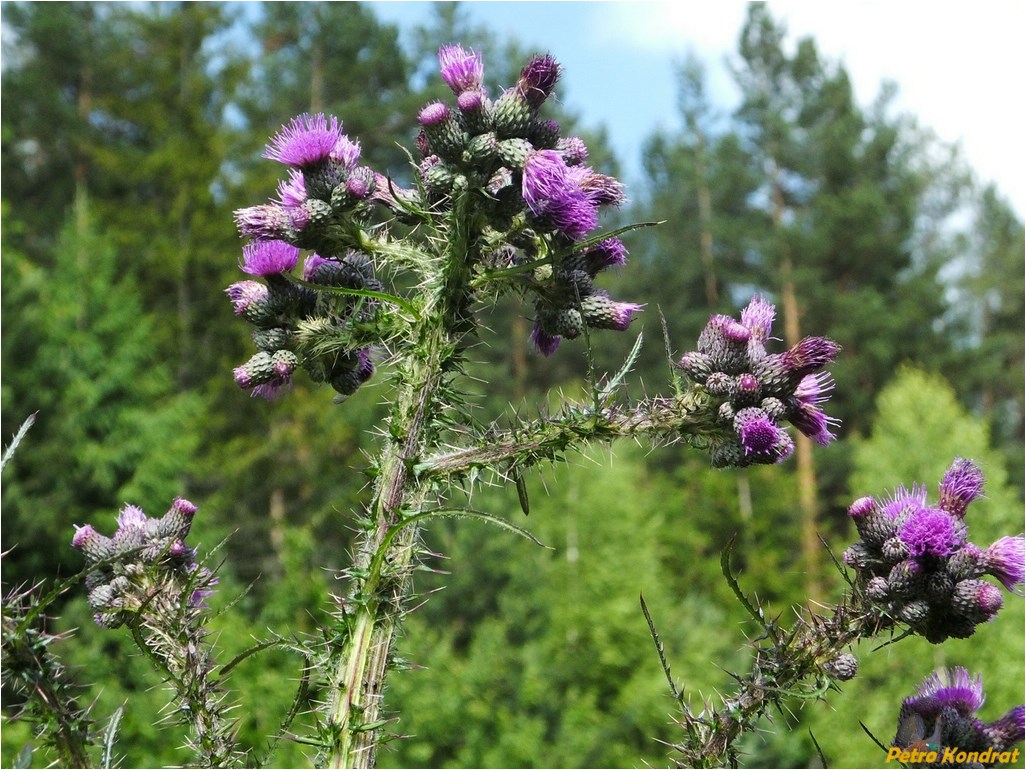 Изображение особи Cirsium palustre.