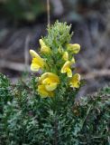 Pedicularis flava. Верхушка побега с соцветием. Монголия, аймак Завхан, окр. пос. Сантмаргац, ≈ 1700 м н.у.м., горная степь. 10.06.2017.