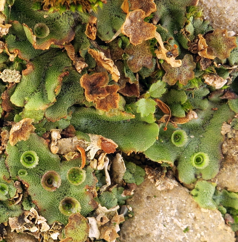 Image of Marchantia polymorpha specimen.