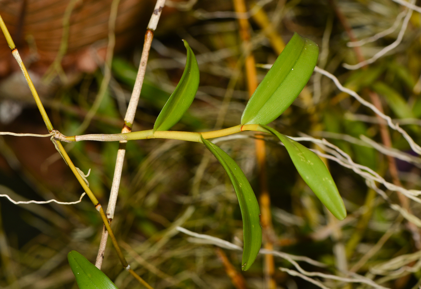 Изображение особи Dendrobium crumenatum.