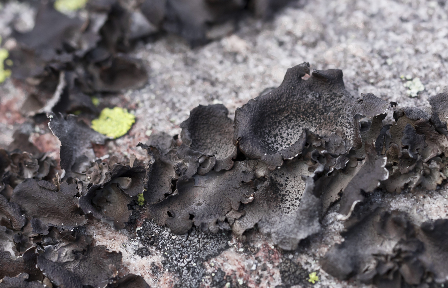 Image of genus Umbilicaria specimen.