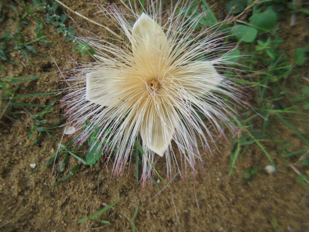 Image of Barringtonia asiatica specimen.