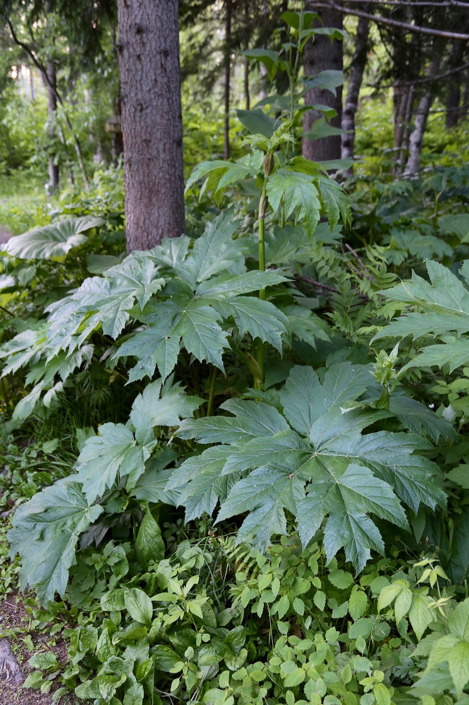 Изображение особи Heracleum lanatum.