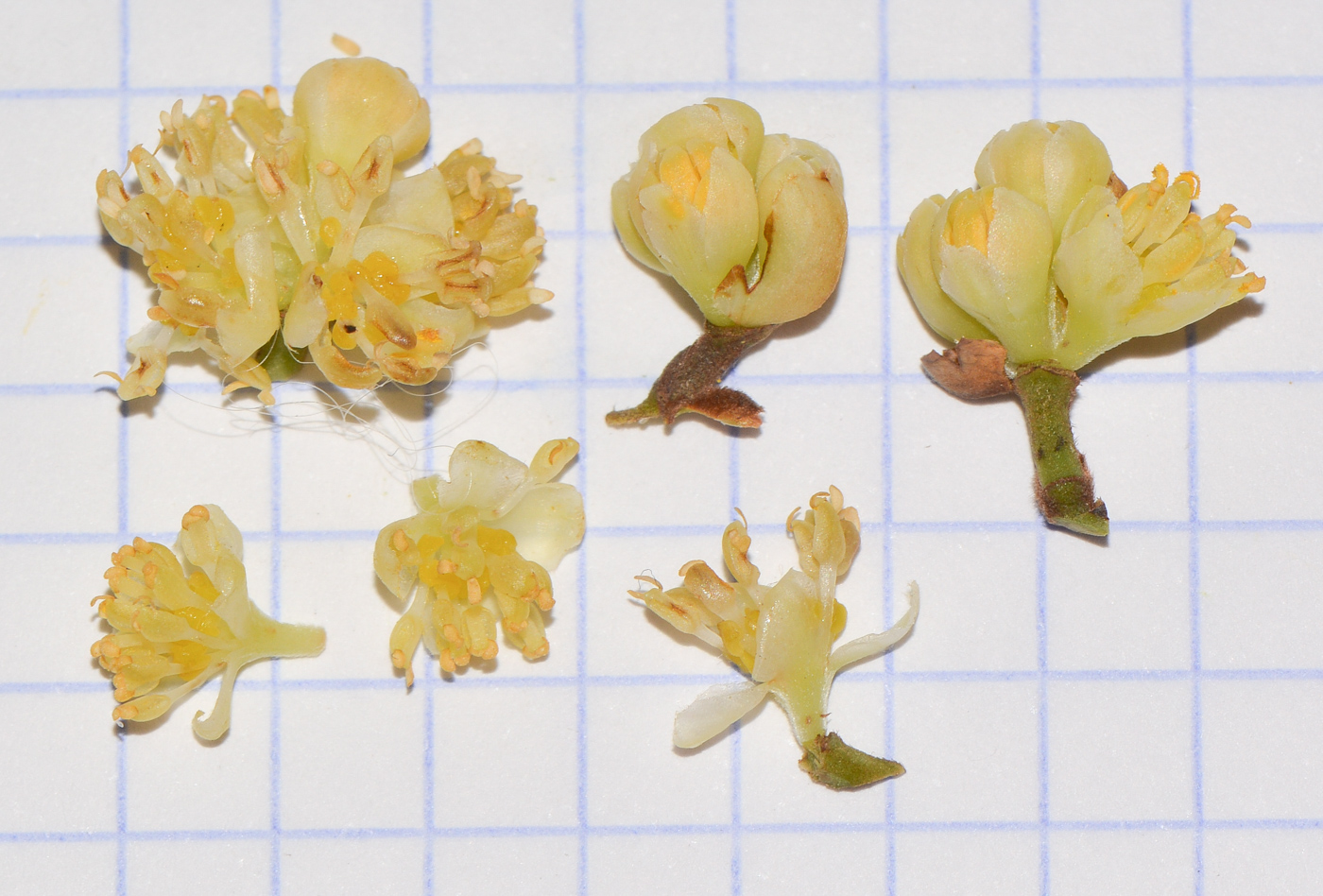 Image of Laurus novocanariensis specimen.