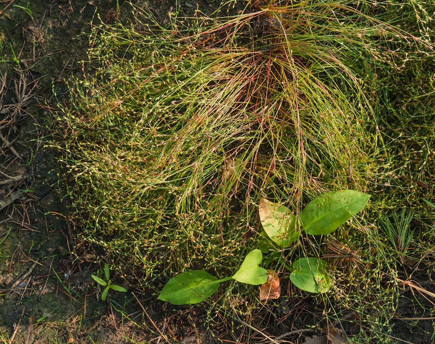 Изображение особи Juncus bufonius.