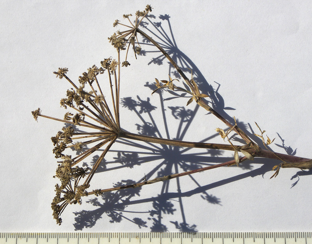 Image of Seseli petraeum specimen.