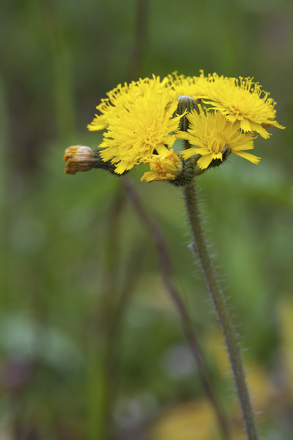 Image of Pilosella &times; floribunda specimen.