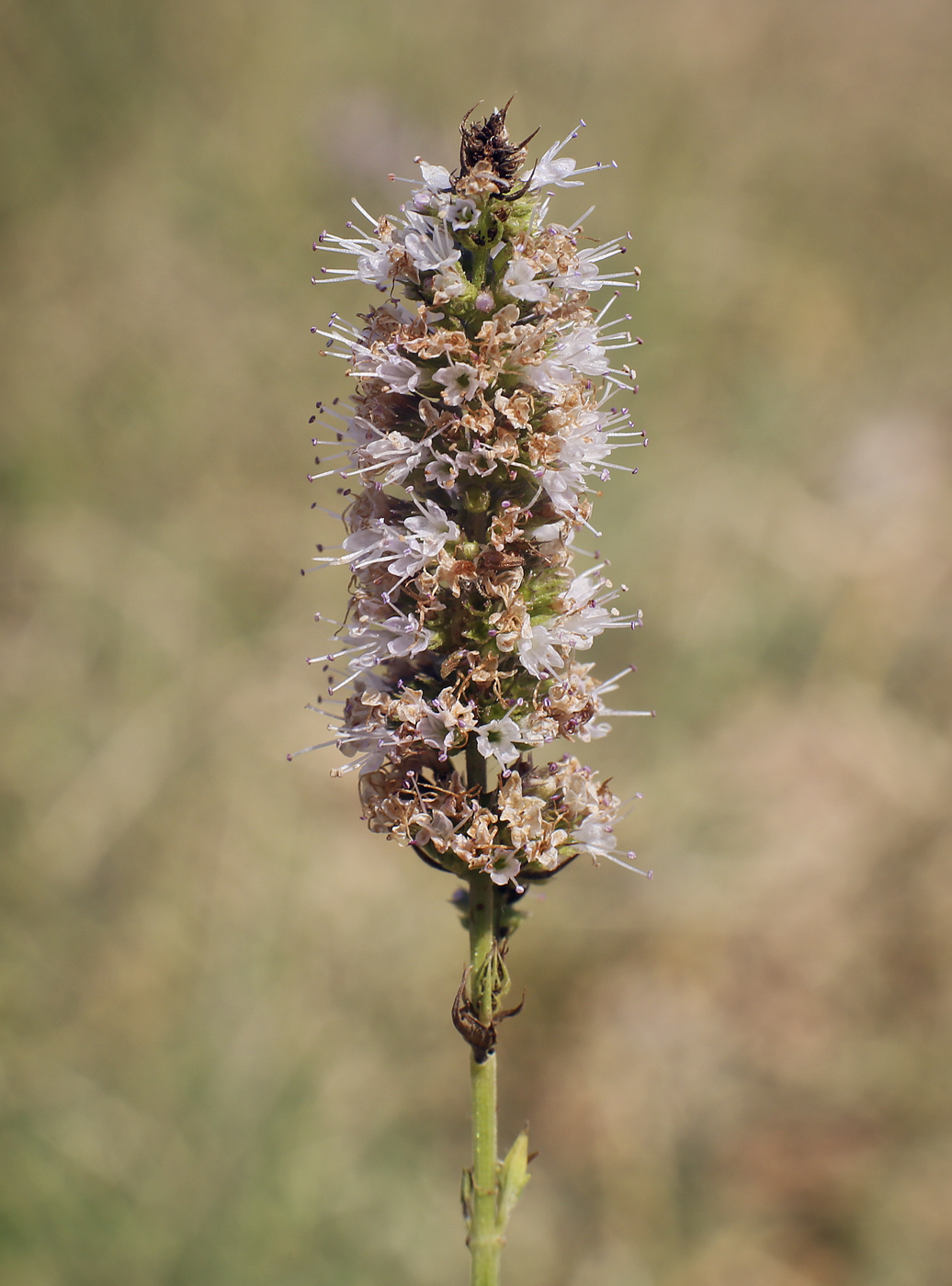 Изображение особи род Mentha.