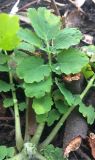 Chelidonium majus