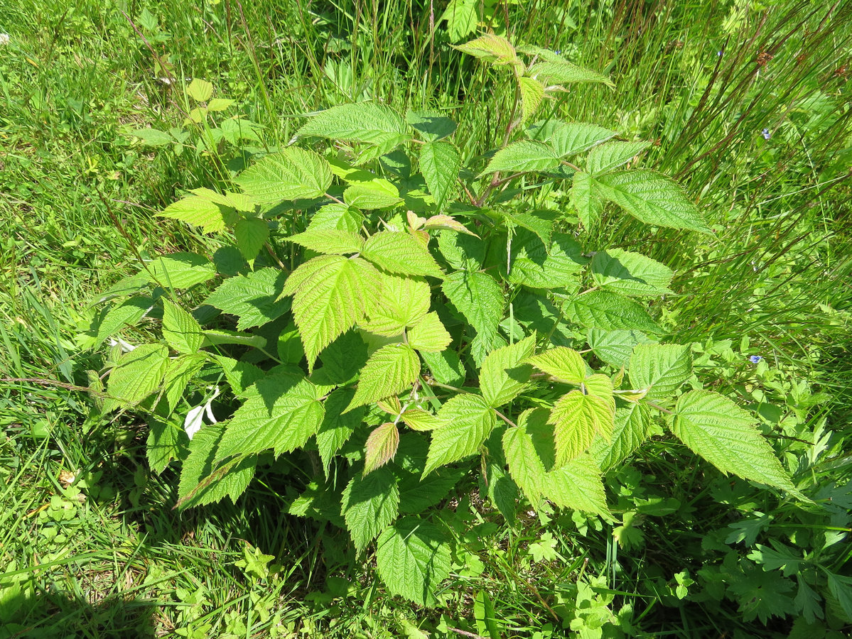 Изображение особи Rubus matsumuranus.