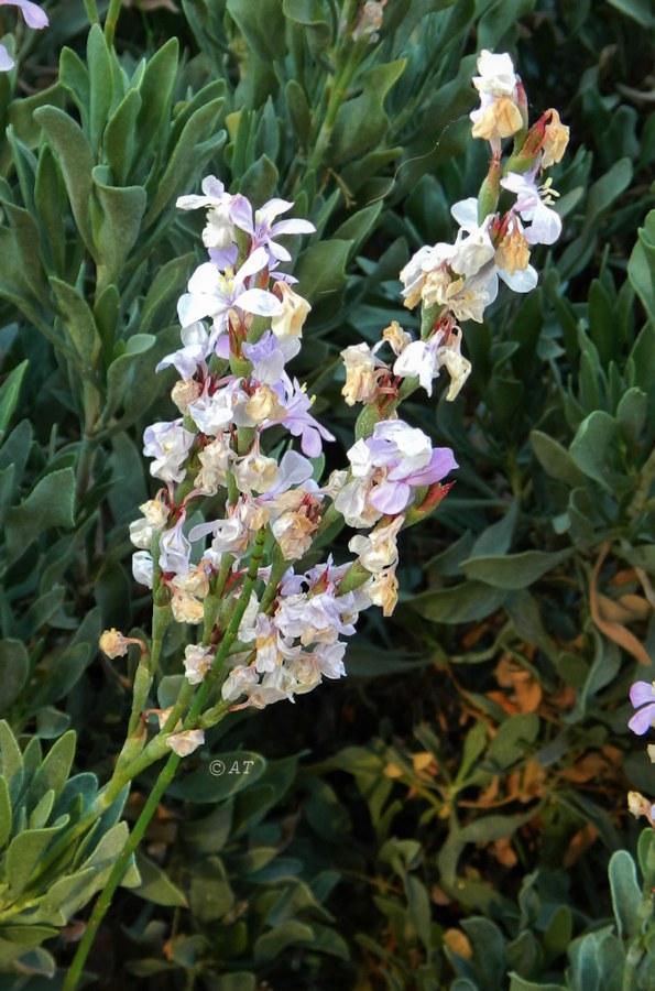 Image of Limoniastrum monopetalum specimen.