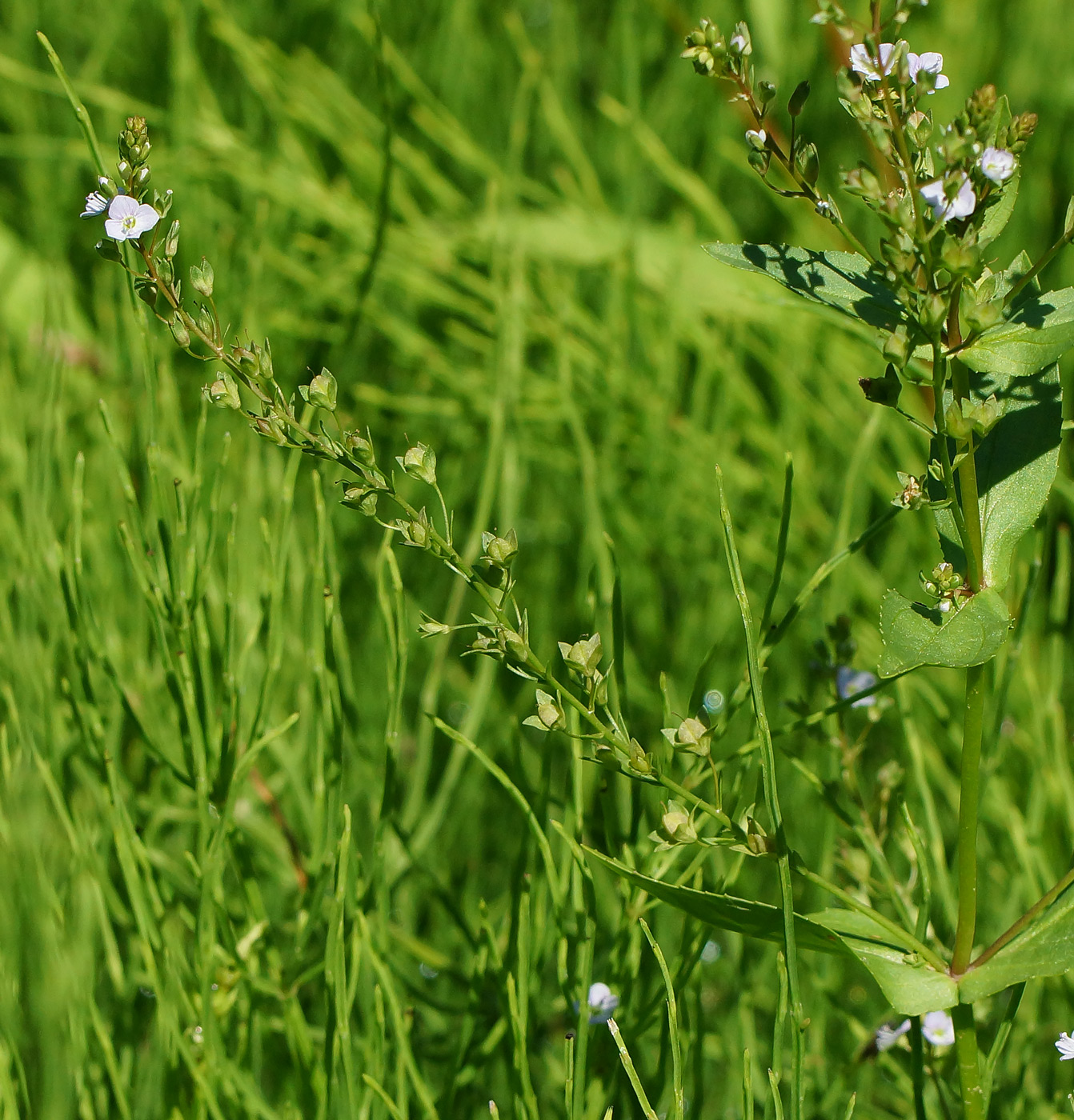 Image of Veronica anagallis-aquatica specimen.