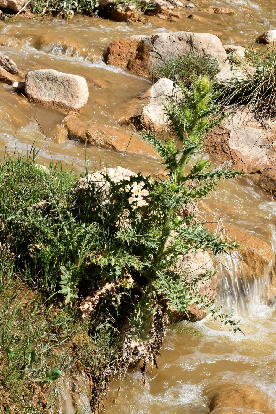 Image of genus Cirsium specimen.