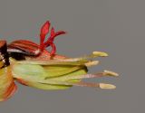 Image of taxon representative. Author is Татьяна Мальчинская