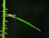 Prosopis juliflora